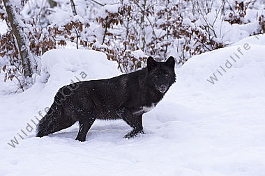 Timberwolf Canis lupus lycaon