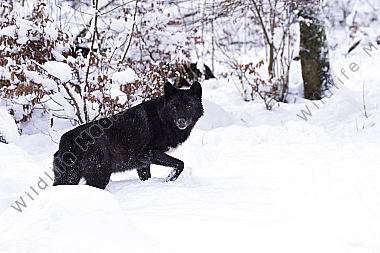 Timberwolf Canis lupus lycaon