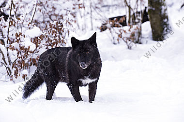 Timberwolf Canis lupus lycaon