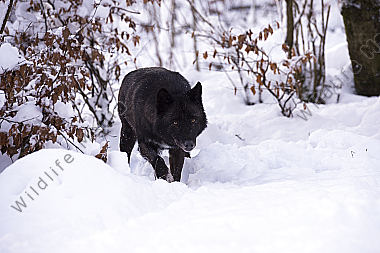 Timberwolf Canis lupus lycaon