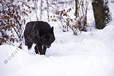 Timberwolf Canis lupus lycaon