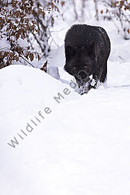 Timberwolf Canis lupus lycaon