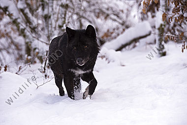 Timberwolf Canis lupus lycaon