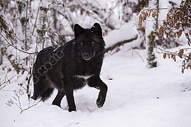 Timberwolf Canis lupus lycaon