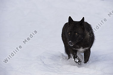 Timberwolf Canis lupus lycaon