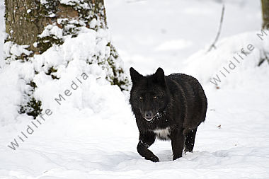Timberwolf Canis lupus lycaon