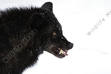 Timberwolf Canis lupus lycaon