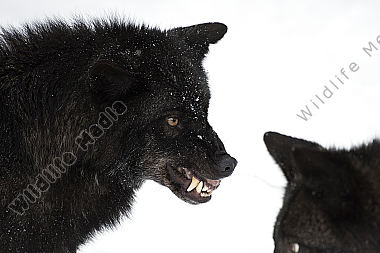 Timberwolf Canis lupus lycaon