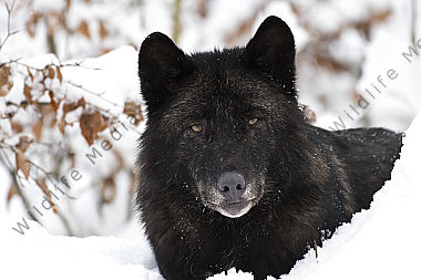Timberwolf Canis lupus lycaon