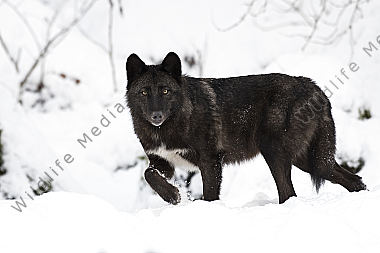 Timberwolf Canis lupus lycaon