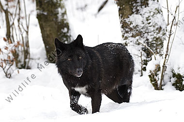 Timberwolf Canis lupus lycaon