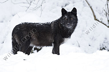 Timberwolf Canis lupus lycaon