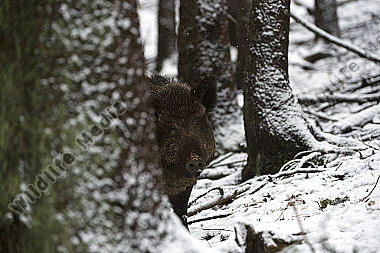Wildschwein Sus scrofa