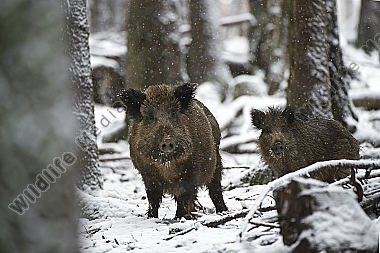 Wildschwein Sus scrofa