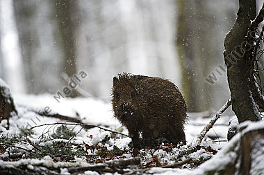 Wildschwein Sus scrofa