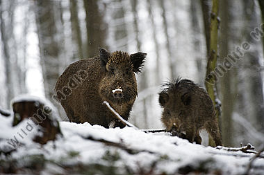 Wildschwein Sus scrofa