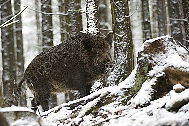 Wildschwein Sus scrofa
