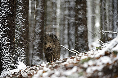 Wildschwein Sus scrofa