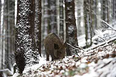 Wildschwein Sus scrofa