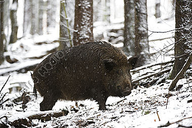 Wildschwein Sus scrofa