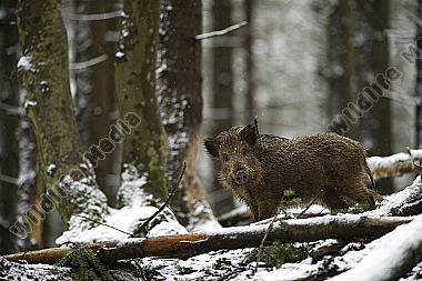 Wildschwein Sus scrofa