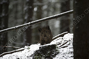 Wildschwein Sus scrofa