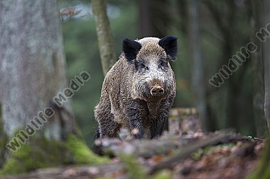 Wildschwein Sus scrofa