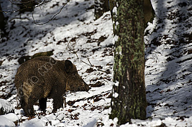 Wildschwein Sus scrofa