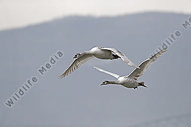 Höckerschwan