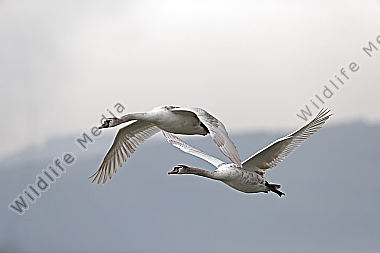 Höckerschwan