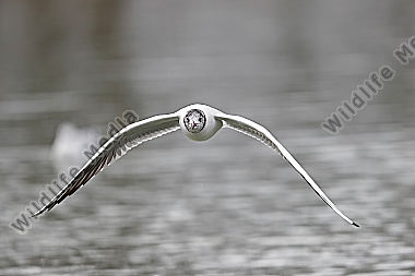 Lachmöwe