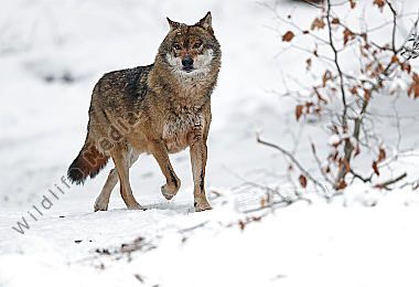 Wolf im Schnee