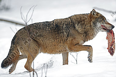 Wolf im Schnee