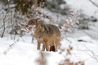 Wolf im Schnee