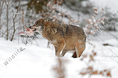 Wolf im Schnee