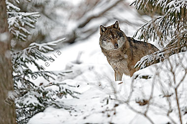 Wolf im Schnee