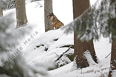 Wolf im Schnee