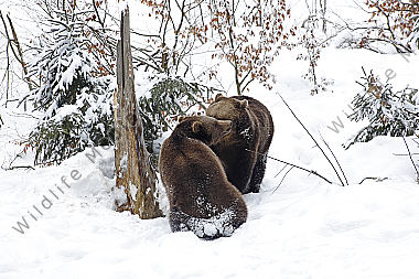 Braunbär im Schnee