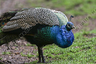 Ein Blauer Pfau im Wildpark Potzberg bei Kusel