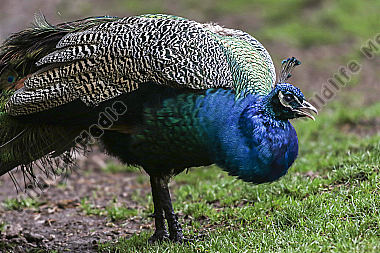 Ein Blauer Pfau im Wildpark Potzberg bei Kusel