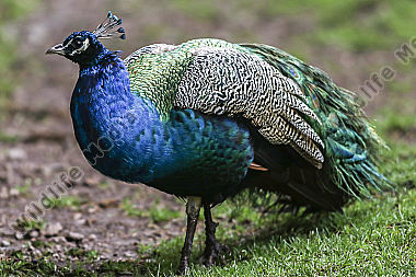 Ein Blauer Pfau im Wildpark Potzberg bei Kusel