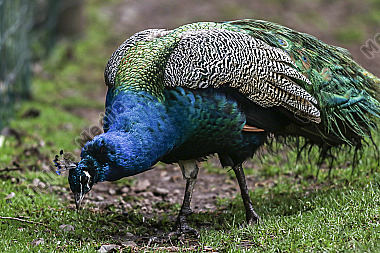 Ein Blauer Pfau im Wildpark Potzberg bei Kusel