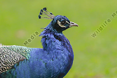 Ein Blauer Pfau im Wildpark Potzberg bei Kusel