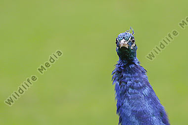 Ein Blauer Pfau im Wildpark Potzberg bei Kusel