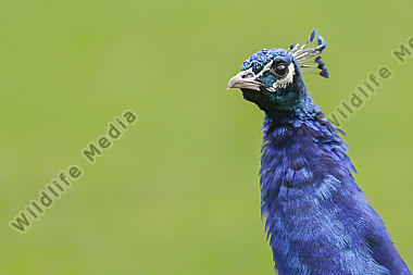 Ein Blauer Pfau im Wildpark Potzberg bei Kusel