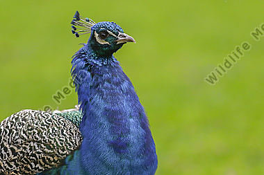 Ein Blauer Pfau im Wildpark Potzberg bei Kusel