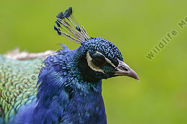 Ein Blauer Pfau im Wildpark Potzberg bei Kusel