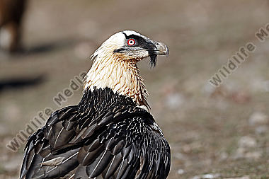 Bartgeier