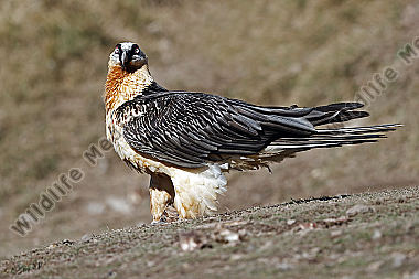 Bartgeier