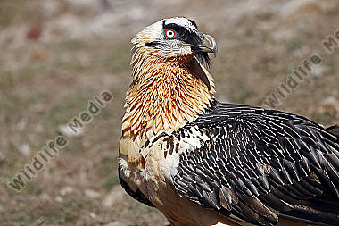 Bartgeier